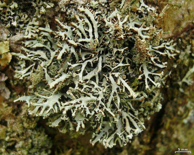 Image of Brownish monk's-hood lichen