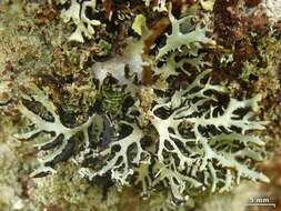 Image of Brownish monk's-hood lichen