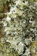 Image of Arnold's parmotrema lichen