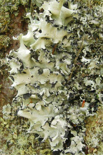 Image of Arnold's parmotrema lichen