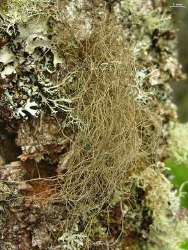 Image of horsehair lichen