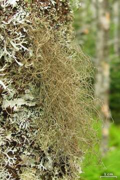 Image of horsehair lichen