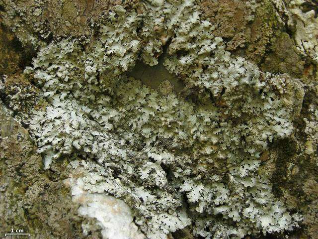 Image of shield lichen