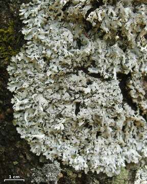 Image of hypotrachyna lichen