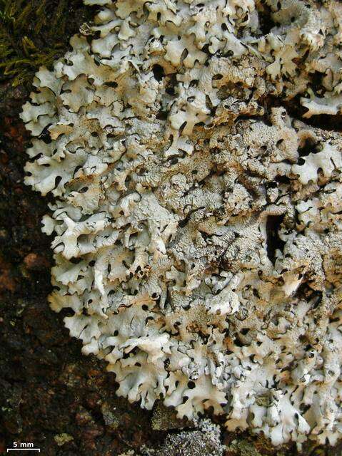 Image of hypotrachyna lichen