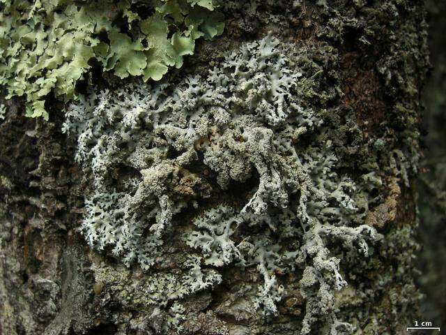 Image of hypotrachyna lichen