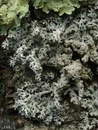 Image of hypotrachyna lichen