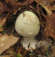 Image of Cleft-footed Amanita