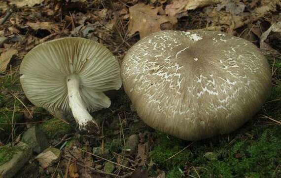 Image of Megacollybia rodmanii R. H. Petersen, K. W. Hughes & Lickey 2008