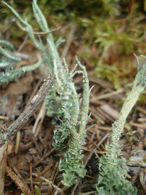 Image of cup lichen