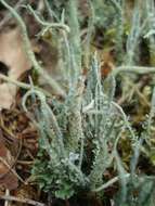 Image of cup lichen