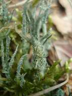 Image of cup lichen