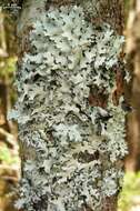 Image of hypotrachyna lichen