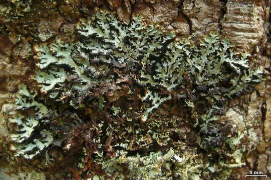 Image of Brownish monk's-hood lichen