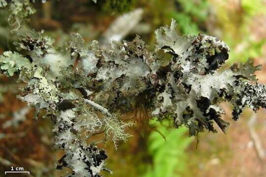 Image of ragged lichen