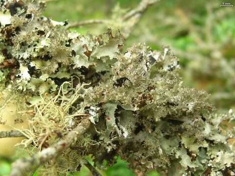 Image of ragged lichen