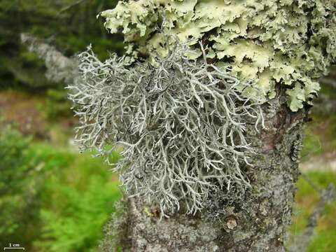 Image of light and dark lichen