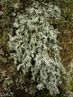 Image of hypotrachyna lichen