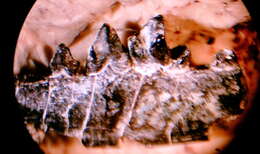 Image of Ictidopappus