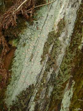 Image of water lichens, whiteworm lichens, and allies