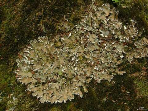 Image of felt lichen