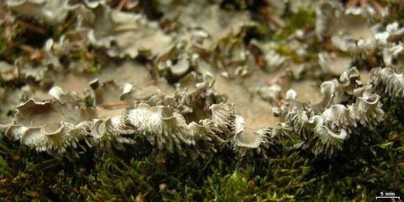 Image of felt lichen