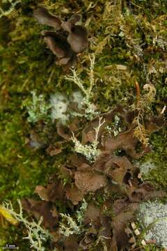 Image of spotted felt lichen