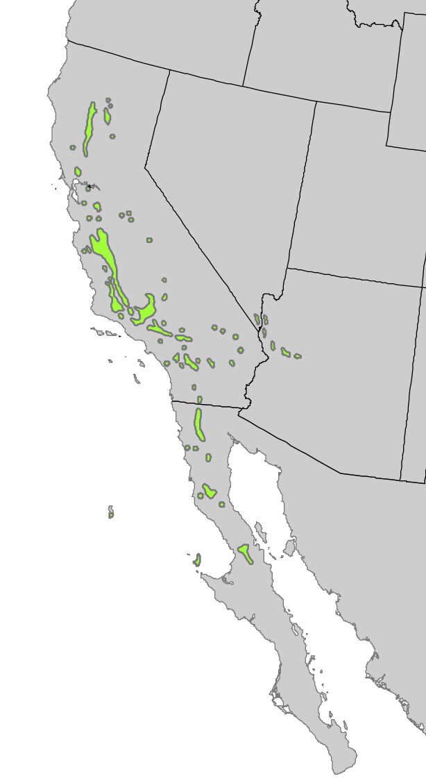 Image of California Juniper