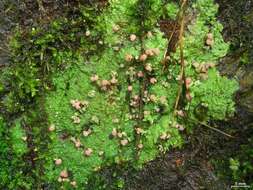 Image of Baeomycetaceae