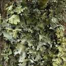 Image of Arnold's parmotrema lichen
