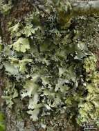 Image of Arnold's parmotrema lichen