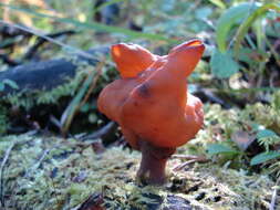 Image de Gyromitra