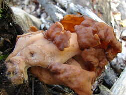 Image of Gyromitra