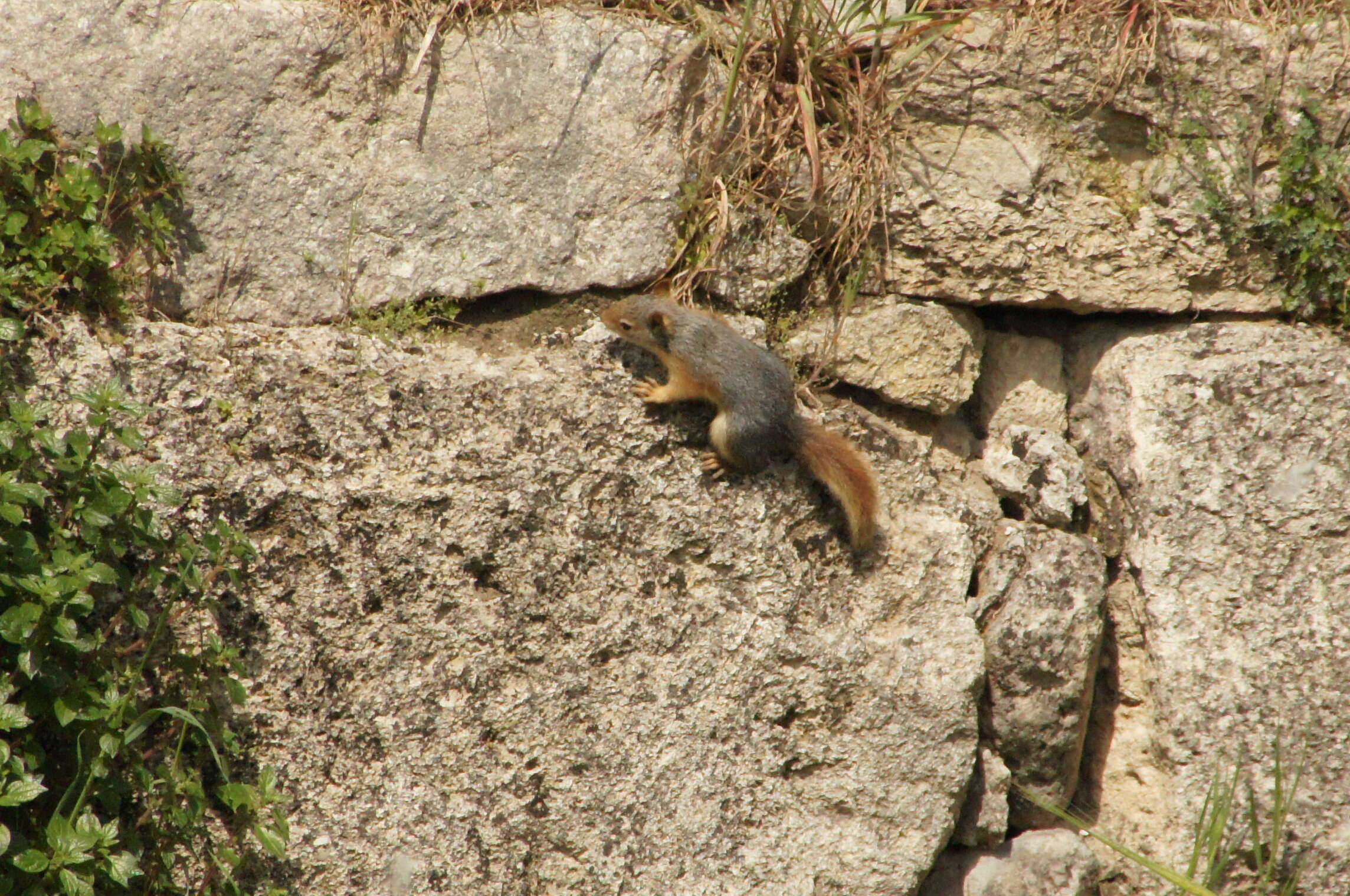 صورة Sciurus subgen. Tenes Thomas 1909