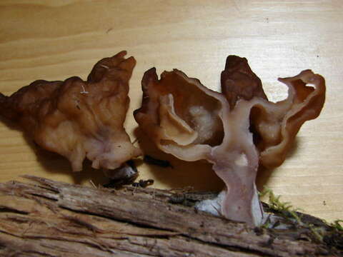 Image of Gyromitra