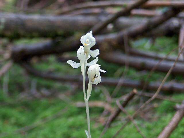 Image of cephalanthera