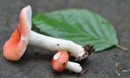 Image of Russula nobilis Velen. 1920