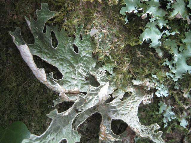 Image of lung lichen