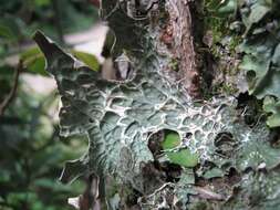 Image of lung lichen