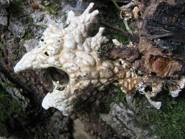 Image of lung lichen