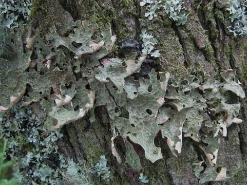 Image of lung lichen