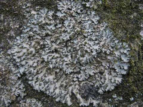 Image of Shadow lichens