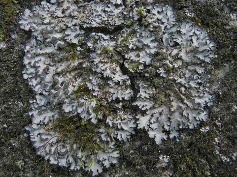 Image of Shadow lichens