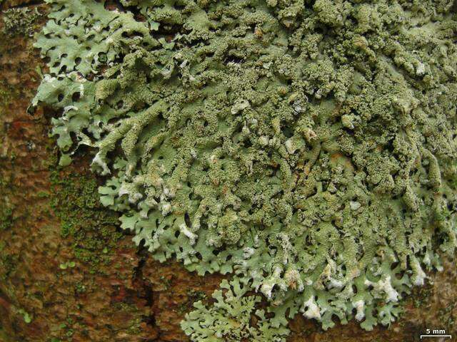 Image of hypotrachyna lichen