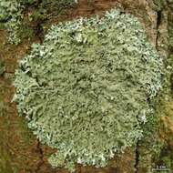 Image of hypotrachyna lichen