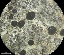 Image of map lichen