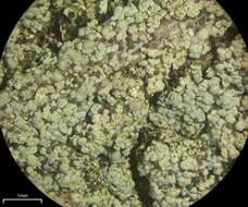 Image of trapeliopsis lichen