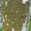 Image of Hale's melanelia lichen