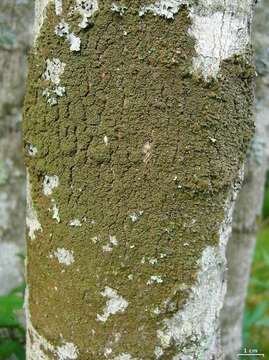 Image of Hale's melanelia lichen