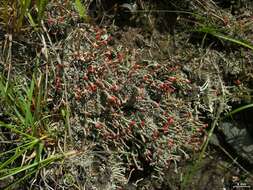 Image of cup lichen